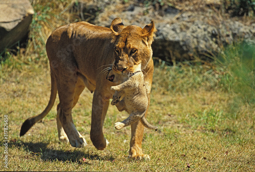 LION D AFRIQUE panthera leo