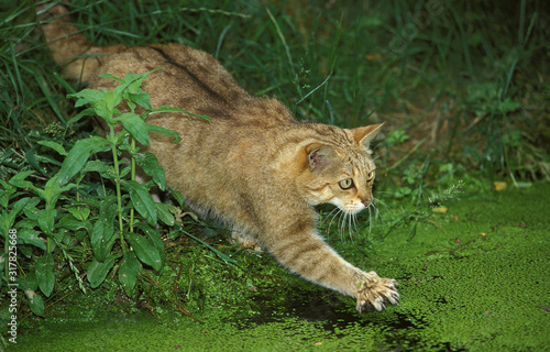 CHAT SAUVAGE D'EUROPE felis silvestris