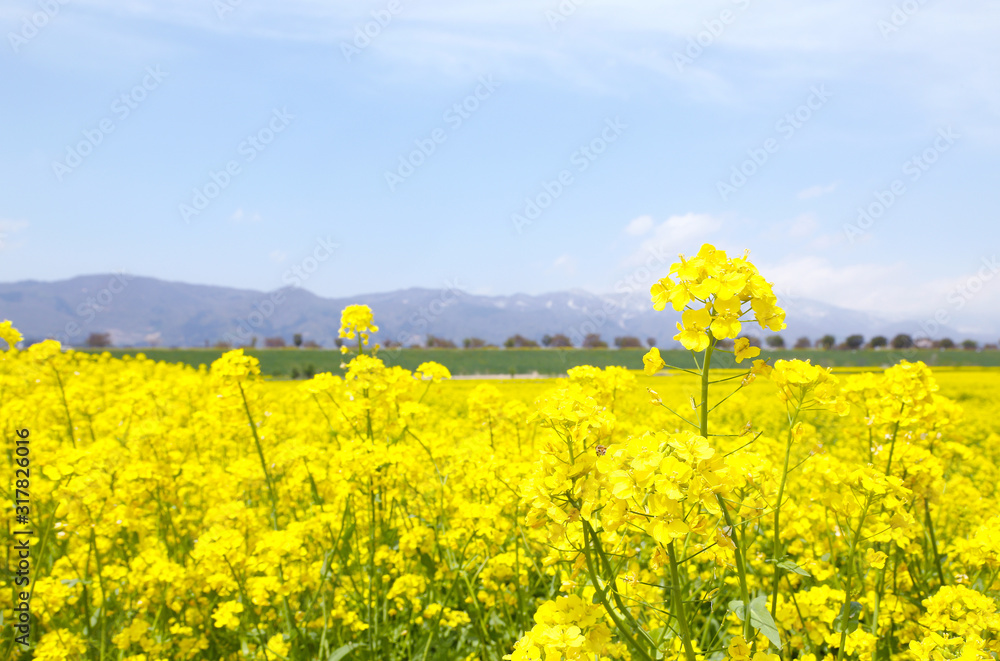 Obraz premium 信州 いいやま菜の花畑