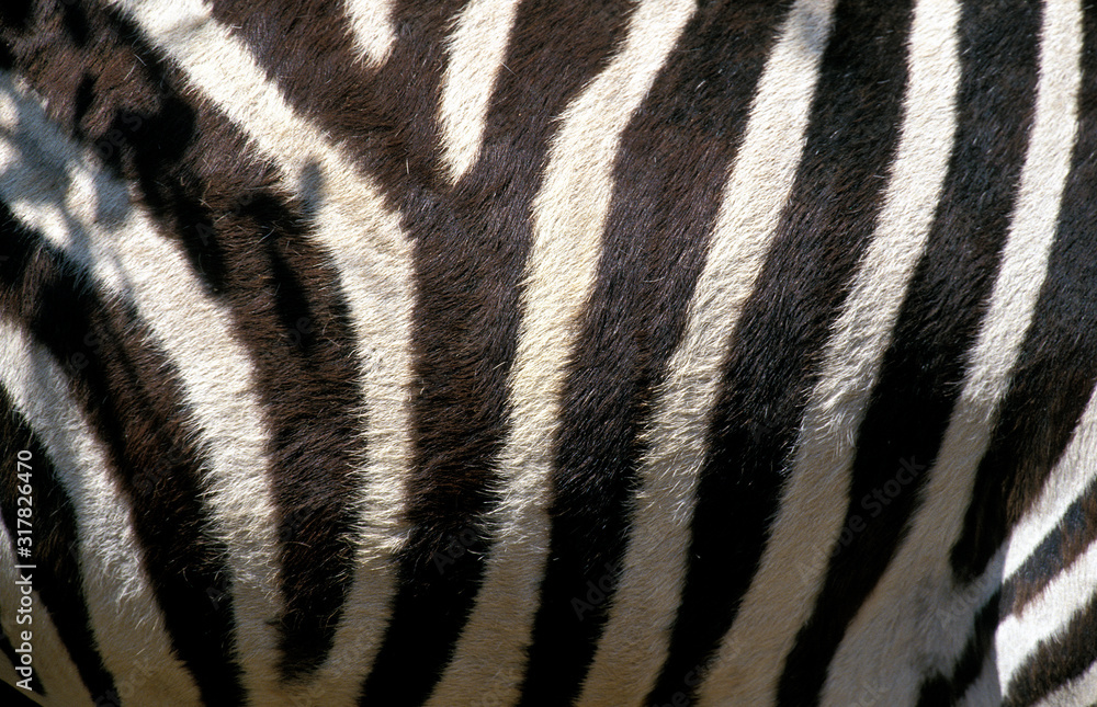 ZEBRE DE BURCHELL equus burchelli ZEBRE DE BURCHELL equus burchelli