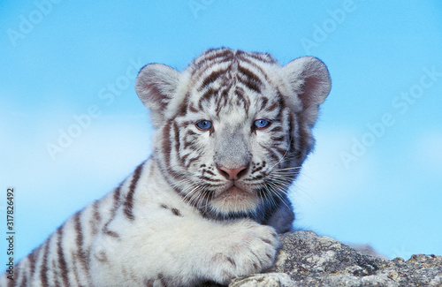 Fototapeta Naklejka Na Ścianę i Meble -  TIGRE BLANC panthera tigris