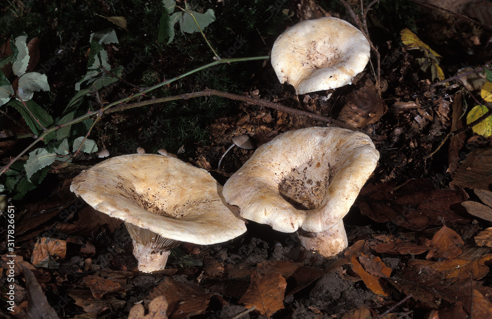 LACTAIRE VELOUTE lactarius vellereus LACTAIRE VELOUTE lactarius vellereus
