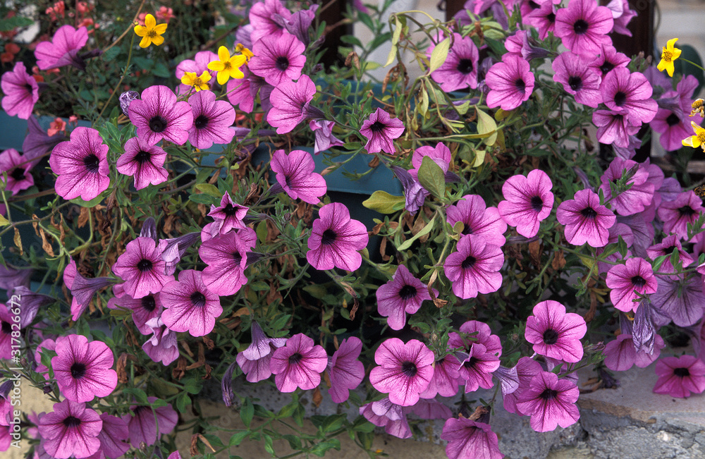 PETUNIA PETUNIA