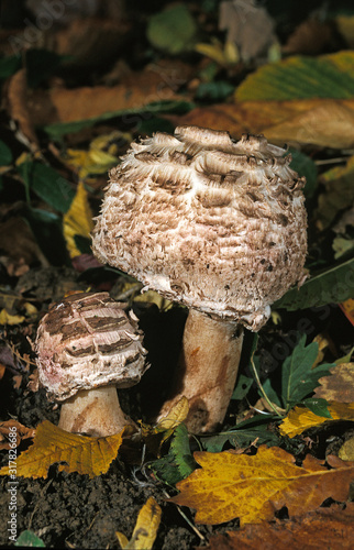 LEPIOTE DEGUENILLEE macrolepiota rhacodes photo