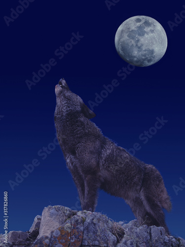 LOUP D'EUROPE canis lupus