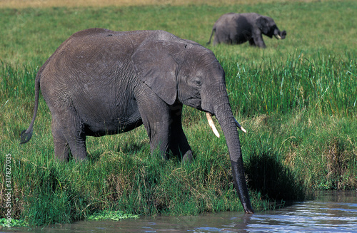 ELEPHANT D'AFRIQUE loxodonta africana © slowmotiongli