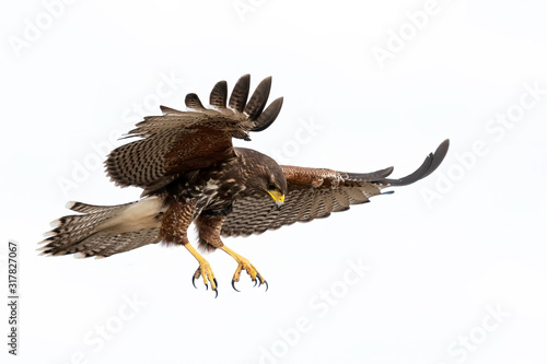 Canvas-taulu Harris's Hawk (parabuteo unicinctus) Juvenile, Laguna Seca Ranch, Texas