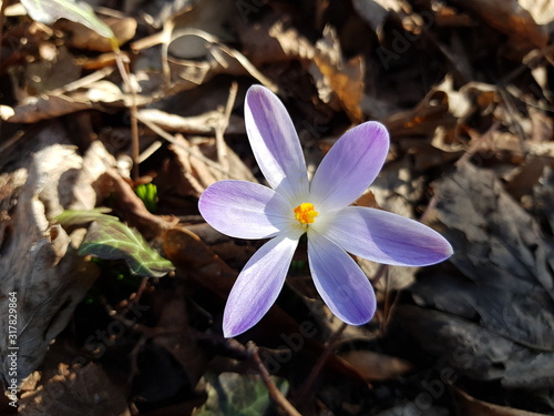 Ein Krokus