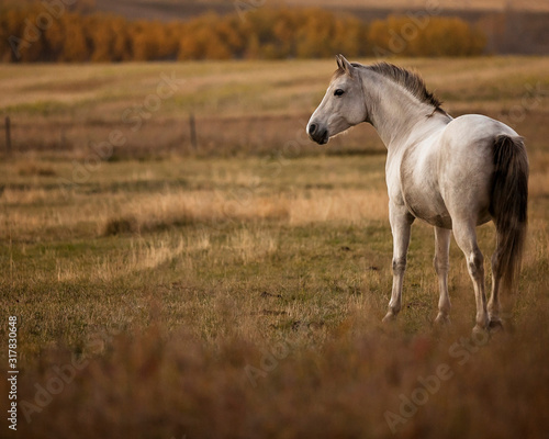 Gray horse in a field