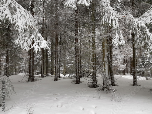 Bäume mit schnee bedeckt