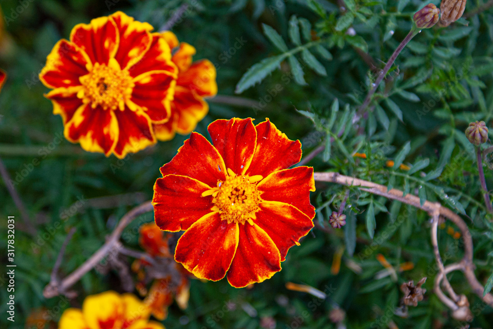 Beautiful flowers of a deep red and yellow textured. Image. Beautiful flowers of a deep red and yellow textured. Image.