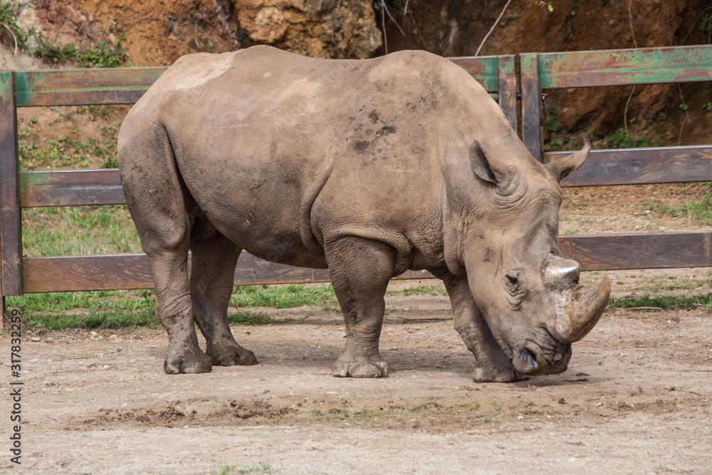 Textured and colored image of a beautiful rhinoceros. Image. Textured and colored image of a beautiful rhinoceros. Image.