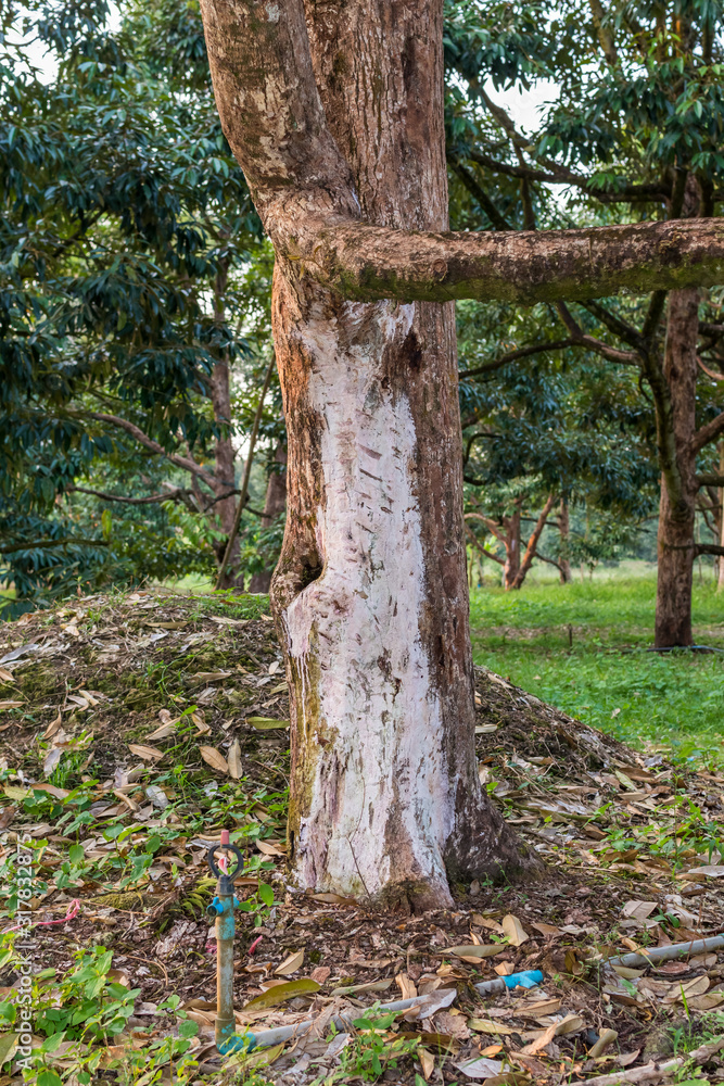 durian tree is a root rot disease , use topical medication to treat durian tree is a root rot disease , use topical medication to treat