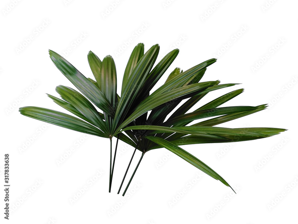 Bamboo palm fresh leaves or rhapis excelsa on white background. Green leaf isolated on white background. Bamboo palm fresh leaves or rhapis excelsa on white background. Green leaf isolated on white background.