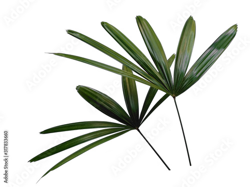 Bamboo palm fresh leaves or rhapis excelsa on white background. Green leaf isolated on white background. photo