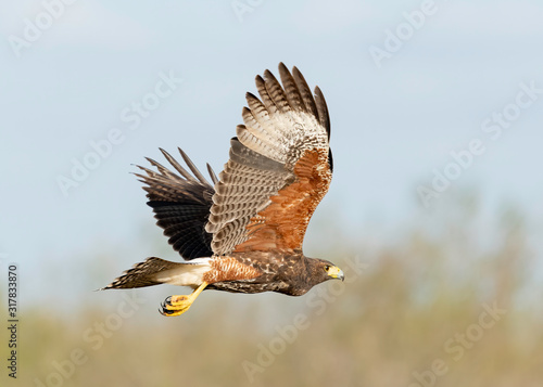 Harris's Hawk Juvenile, Laguna Seca Ranch, Texas photo