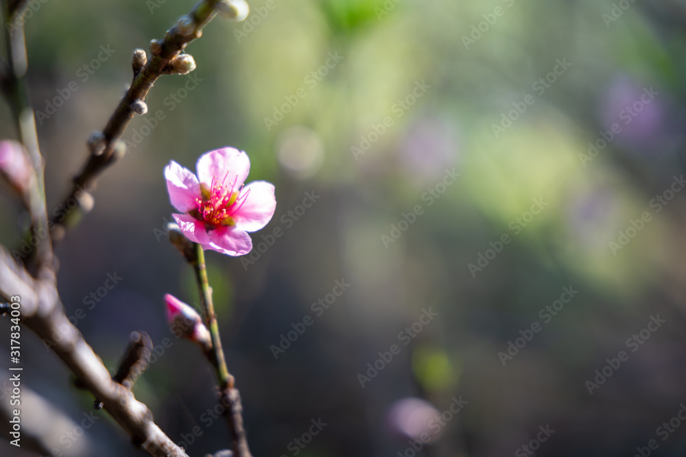 Fototapeta premium Sakura flowers blooming blossom in Chiang Mai, Thailand
