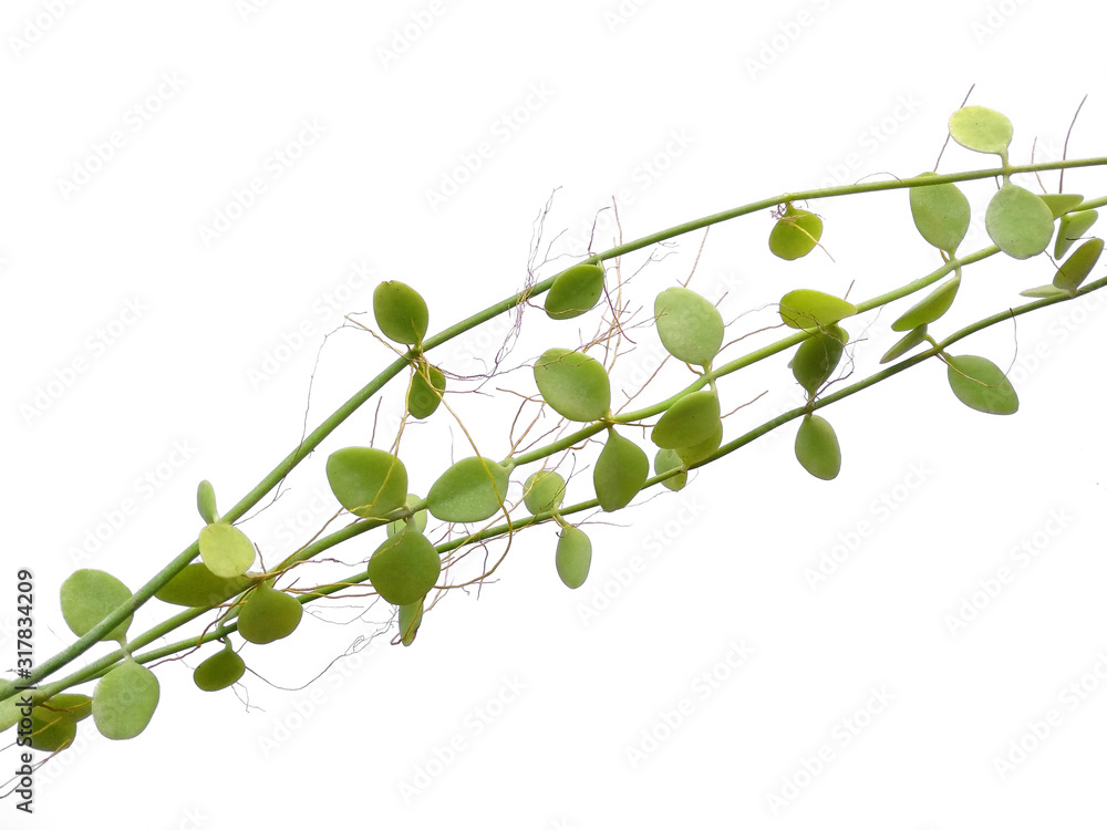 Naklejka Green plant hanging isolated on white background. Houseplant hanging on white background.