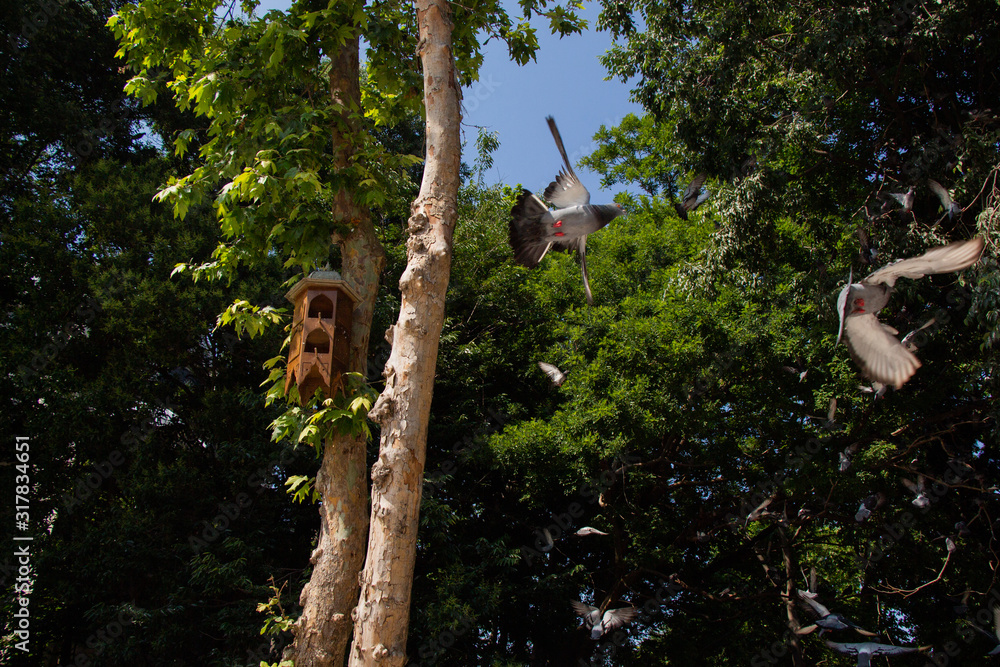 Fototapeta premium Lovely wild pigeons bird live in urban environment