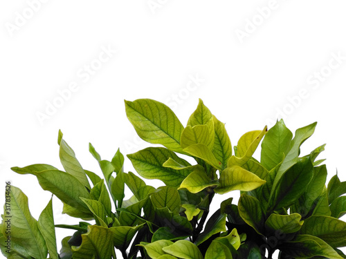 Green Plant or green tree on white background. Kacapiring or Gardenia augusta also known as cape jasmine leaves isolated on white background. photo