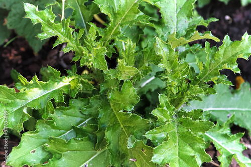 Closeup of spiny green thistle plant leaves