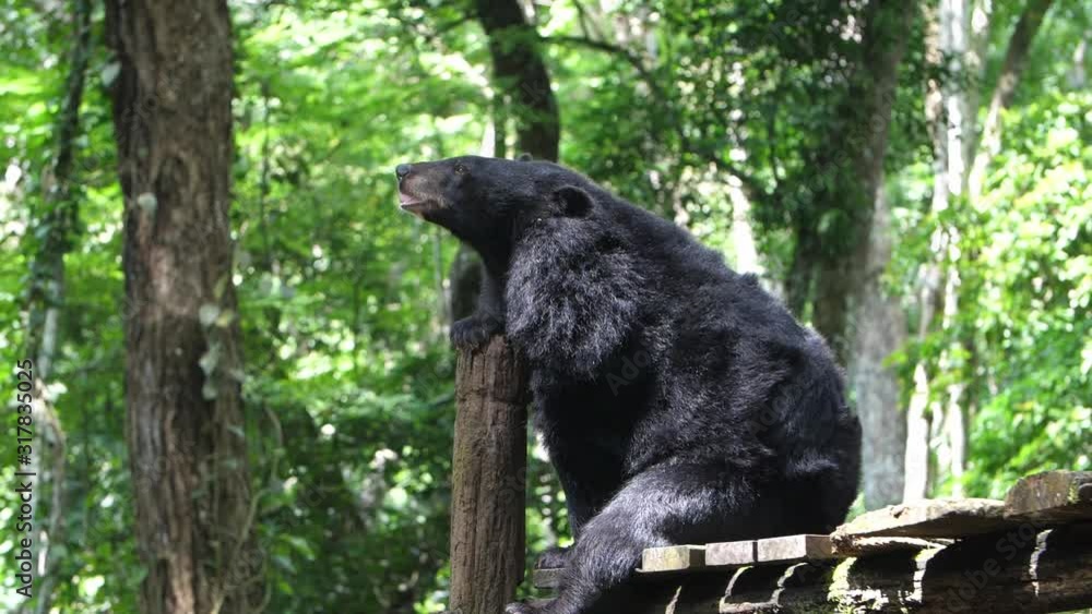 Asian Black Bear Asian Black Bear