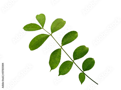 Green leaf or green leaves on white background. Cemcem leaves Isolated on white background.