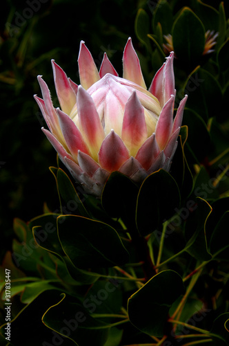 This beautiful King Protea is beginning to open up and bloom showing its pink petals.