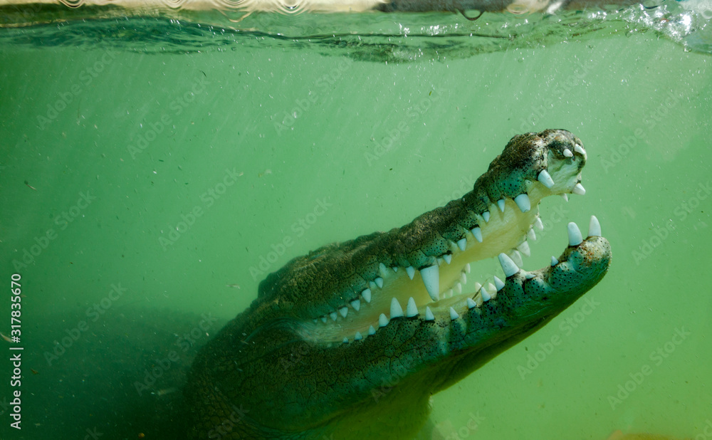 underwater crocodile underwater crocodile