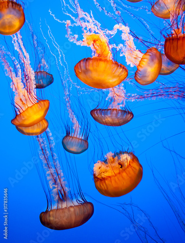 orange sea nettle