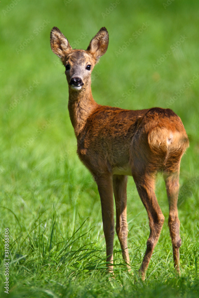 The young roe deer on the meadow The young roe deer on the meadow