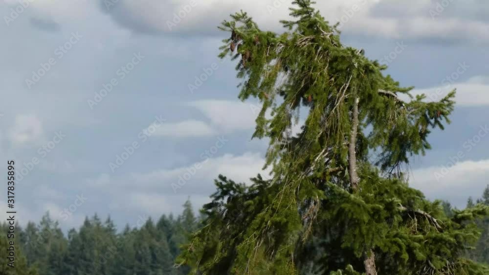the top of a pine tree in the wind the top of a pine tree in the wind