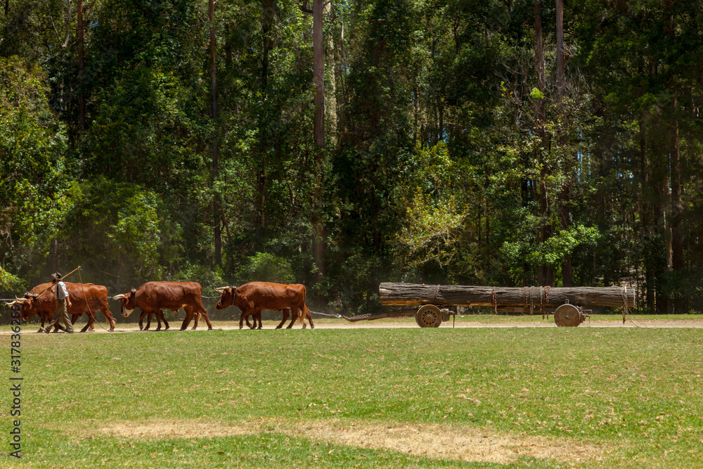 Obraz premium bullock team
