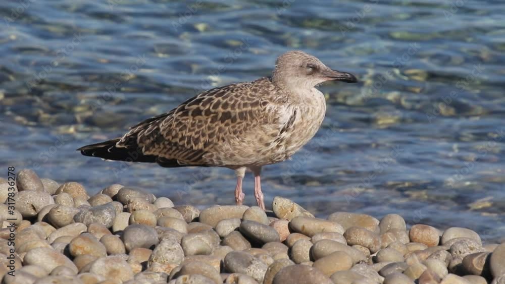 The yellow-legged gull (Larus michahellis) from the remote island of Palagruža in Croatian Adriatic The yellow-legged gull (Larus michahellis) from the remote island of Palagruža in Croatian Adriatic