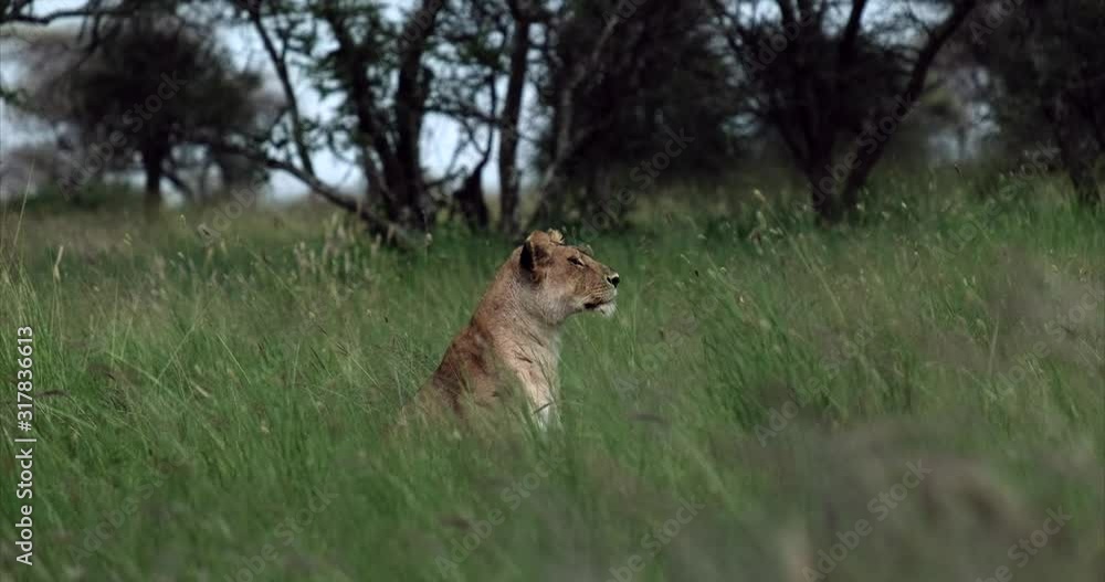 Lion sitting in grass in Tanzania Serengeti National park Lion sitting in grass in Tanzania Serengeti National park