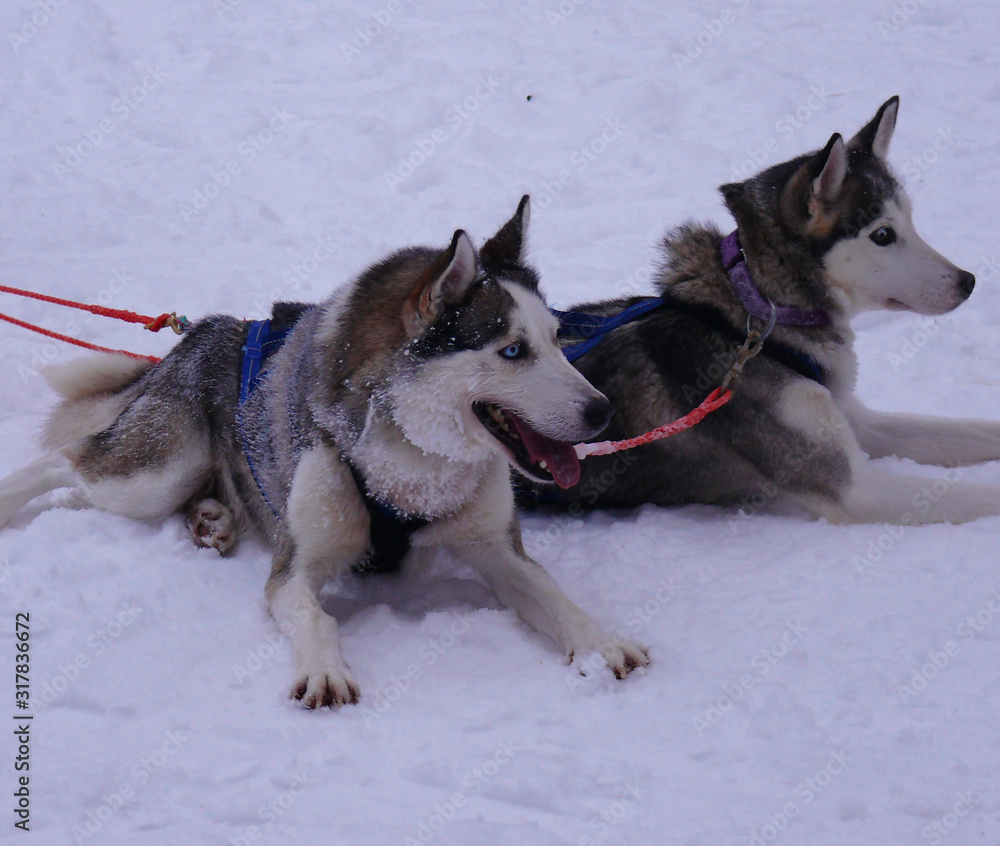 Naklejka premium Two dogs in snow