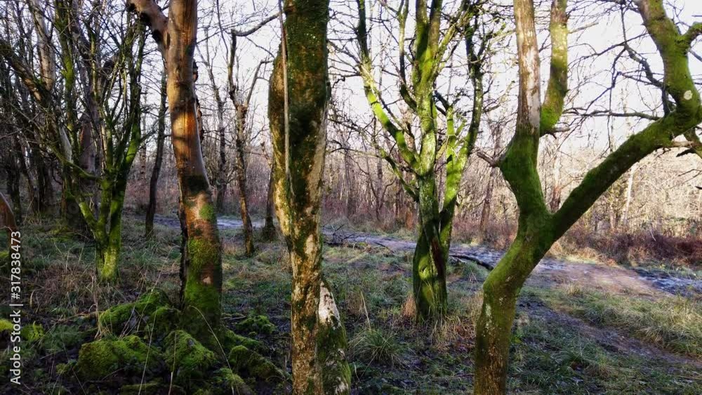 A walk into the mystery forest A walk into the mystery forest