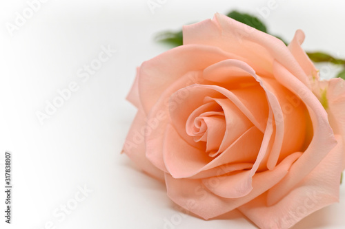 single beauty flower rose gold color blossom with heart shape isolated on white background
