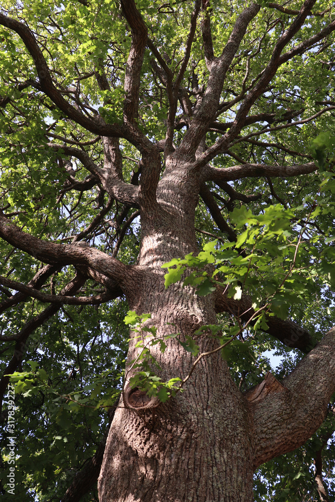 Fototapeta premium tree in the forest 