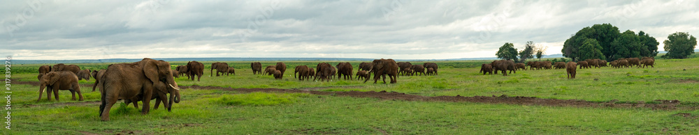 Elephant Herd Amboseli National Park Kenya