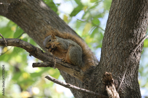 squirrel on a tree eating walnut © Chris Ahern Photo