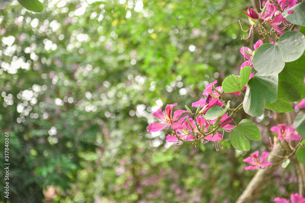 Bauhinia flowers blooming in the park.Bauhinia is produced in southern China. India and Indochina Peninsula are distributed. It is a good ornamental and nectar plant,widely cultivated in tropical aras