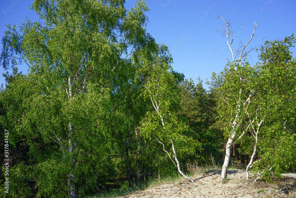 Fototapeta premium Natural landscape with trees against the sky.