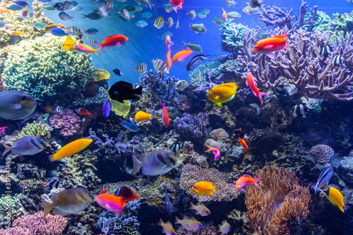 Fototapeta Naklejka Na Ścianę i Meble -  colorful tropical fish and coral
