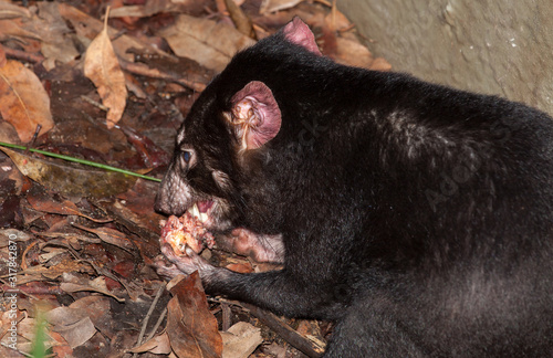 tasmania devil