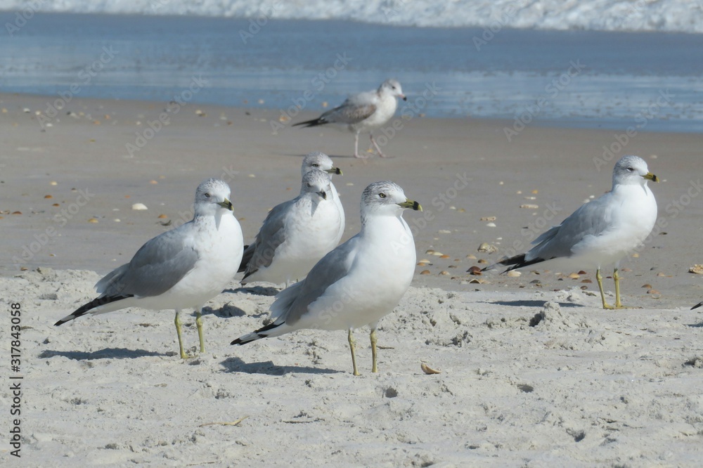 Seagulls on the beach in Atlantic coast of North Florida, closeup Seagulls on the beach in Atlantic coast of North Florida, closeup