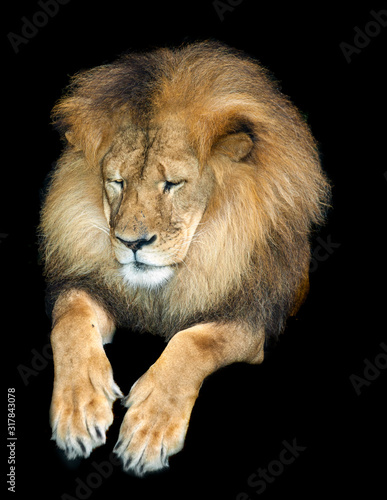 an african lion looking down