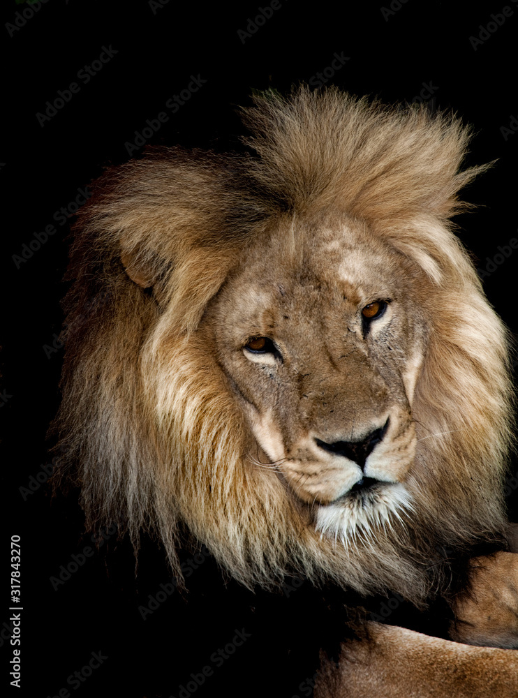 Fototapeta premium an african lion