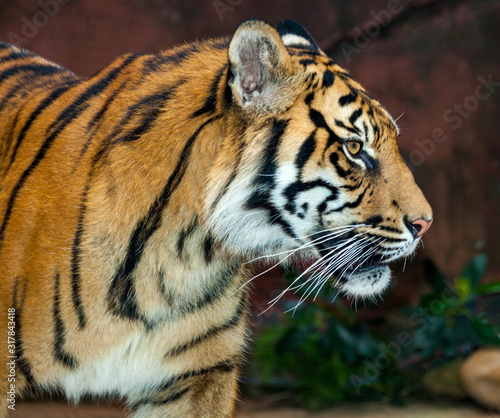 Fototapeta Naklejka Na Ścianę i Meble -  beautiful tiger from Sumatra