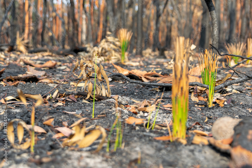 Close-up shot of fresh, green Grass Tree (Xanthorrhoea) leaves growing in a forest near Sydney, New South Wales, Australia, after the devastating bushfire season of 2019. Burnt trees in background. Close-up shot of fresh, green Grass Tree (Xanthorrhoea) leaves growing in a forest near Sydney, New South Wales, Australia, after the devastating bushfire season of 2019. Burnt trees in background.